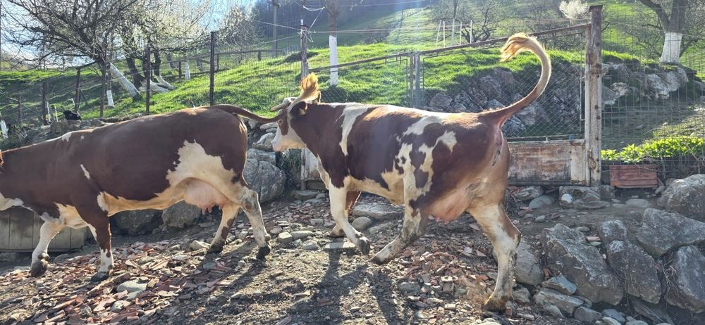 Vaca bălțată românească