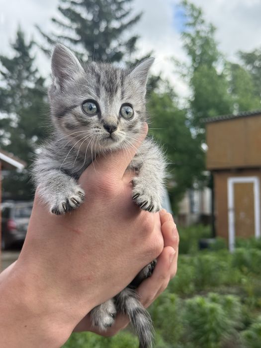 Одам котят в добрые руки