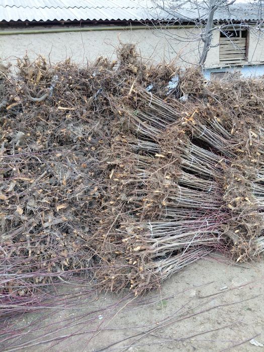 Serhosil, ishonchli g'aynoli, olxoʻri, sliva kochatlar