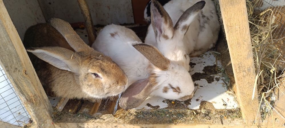 Кролики ушастики