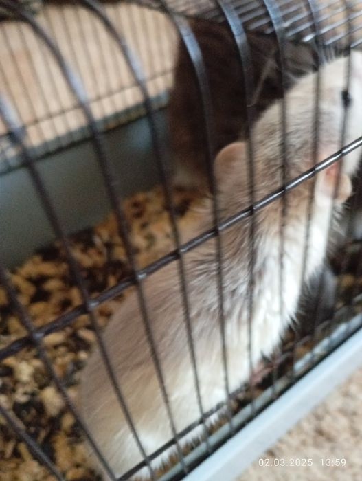 Продаю крыску с клеткой