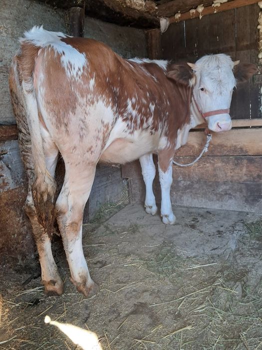 Vând junca balțată românească 9 luni