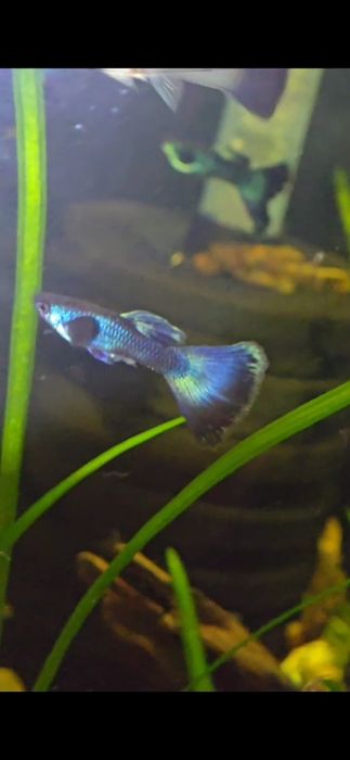 Гуппи московские синии