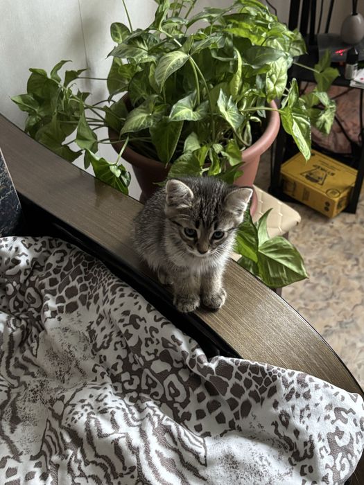 Передержка кошек и котов