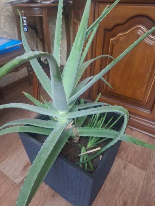 Алое вера в горшке