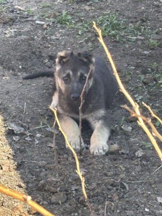 Восточноевропейская овчарка