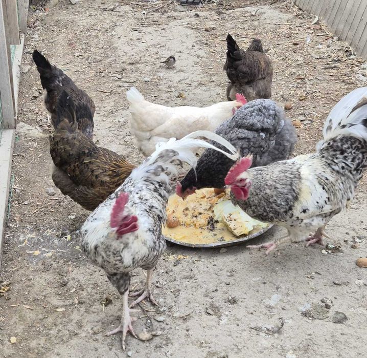 куры, петухи  домашние