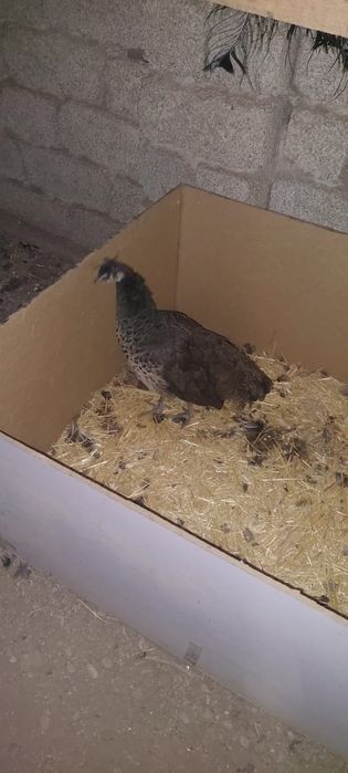 Жар  птица жар птица