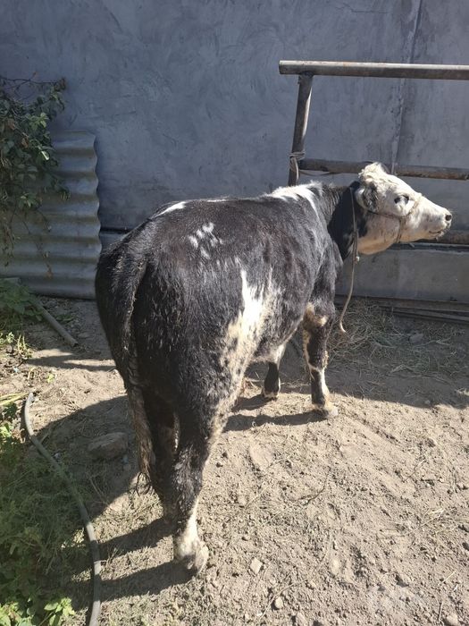 Gibrid buqa sotiladi