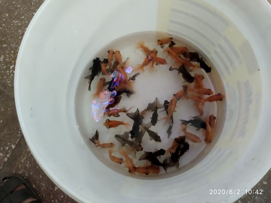 Продам аранды телескоп тернецыя