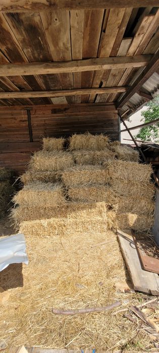 Vând 70 de baloți din paie de grâu