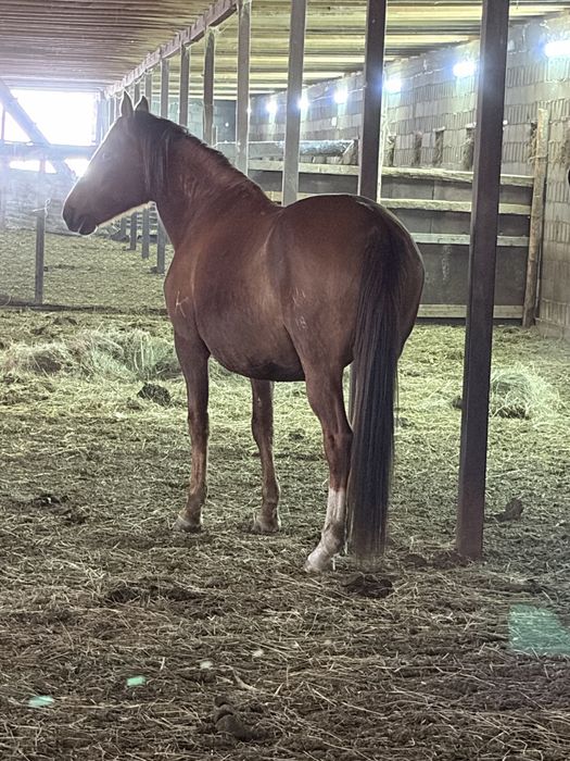 Согым семиз жас байталдар