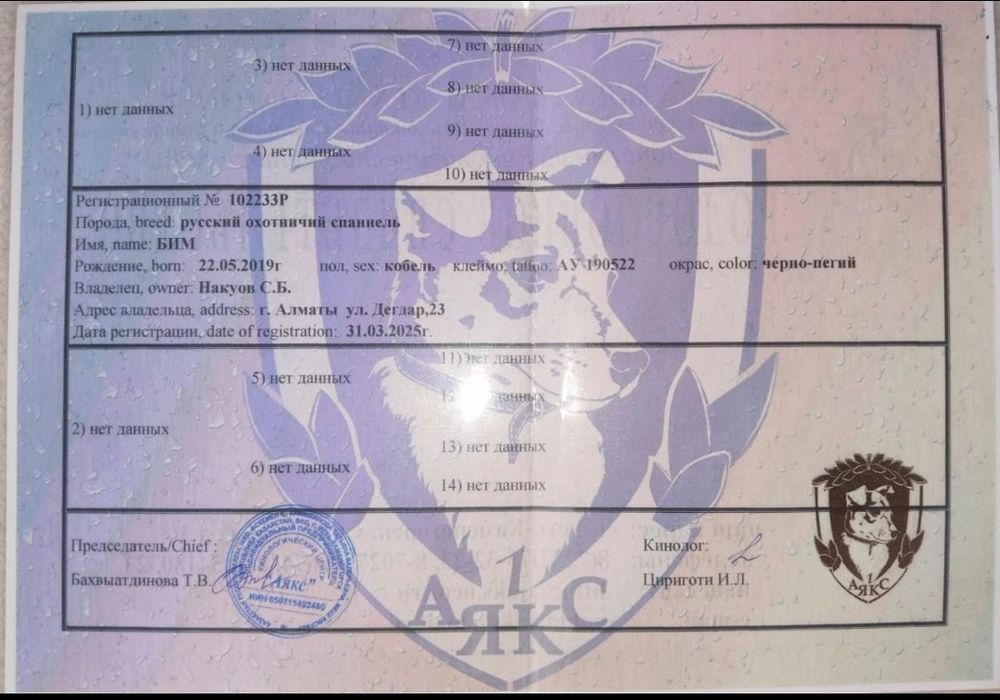 Вязка Русский спаниель кобель