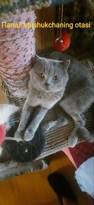 Mushukcha sotiladi / продается котёнок