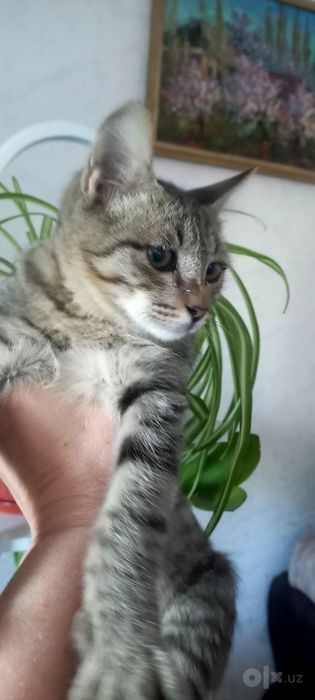 Котята бесплатно