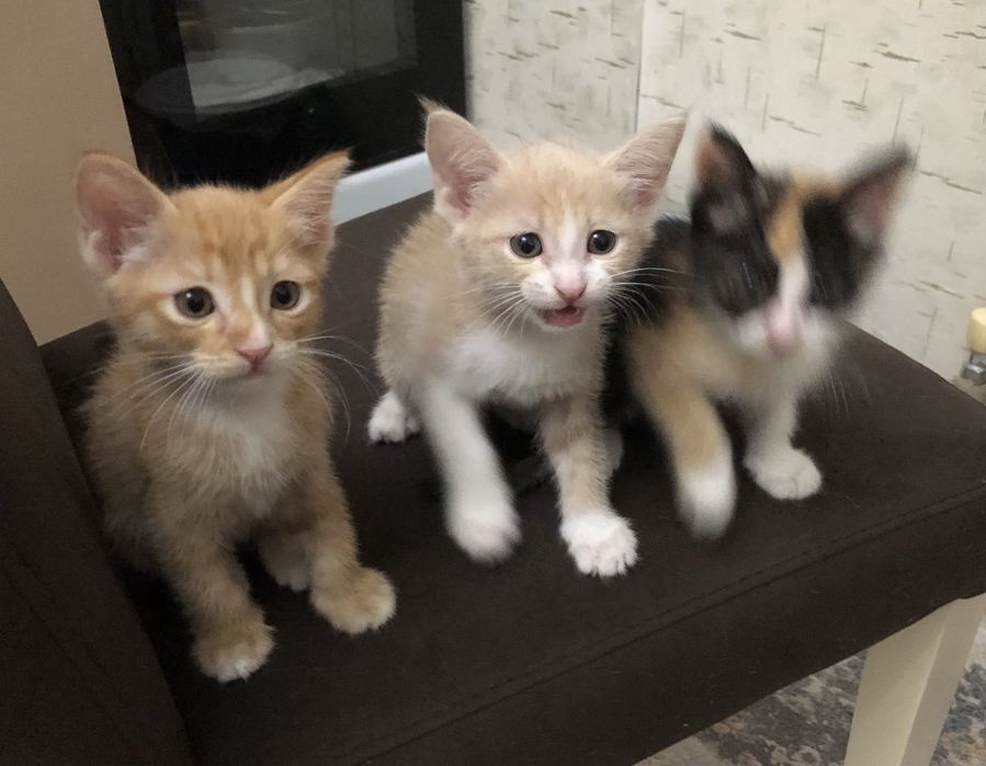 Котята бар. Өте сүйкімді.