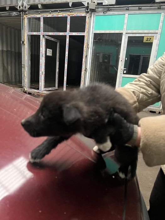 Щенок звонок девочка 2 месяца