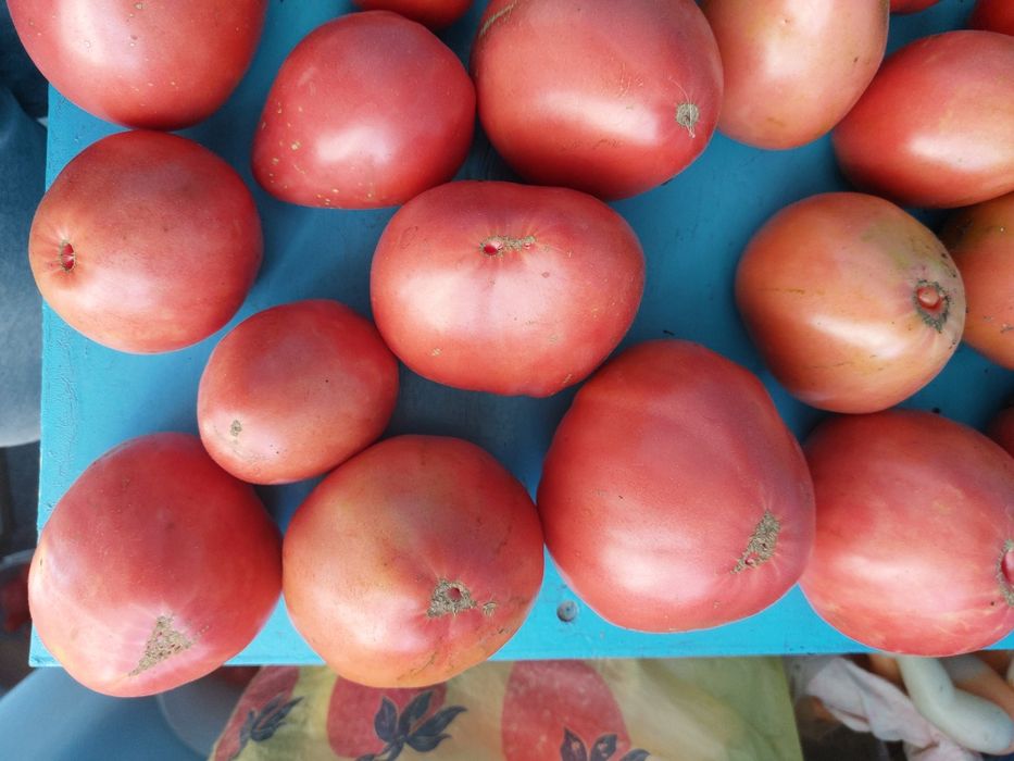 Продам   помидоры