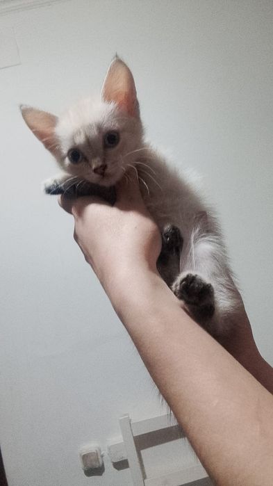 Отдам котят сиамские