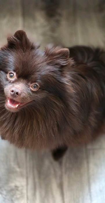 Кобель на случку