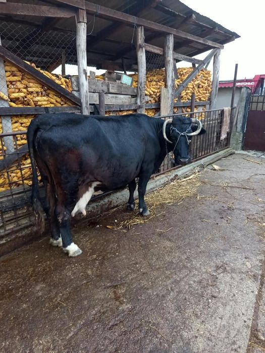 Vând vaca Holstein