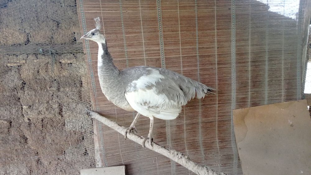 Пауни Арлекин Опал