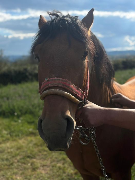 Cal de vânzare - armăsar blând