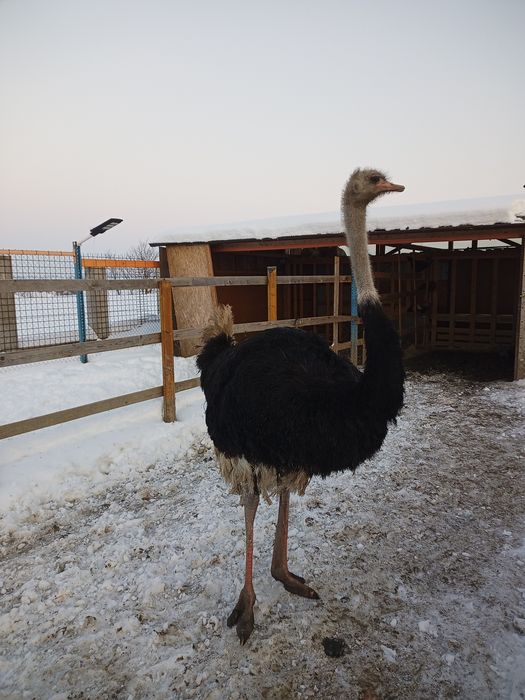 Vand struti Africani