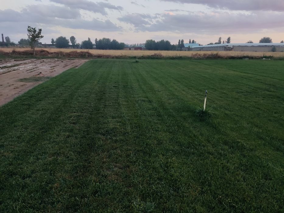 Tayyor rulonli gazon