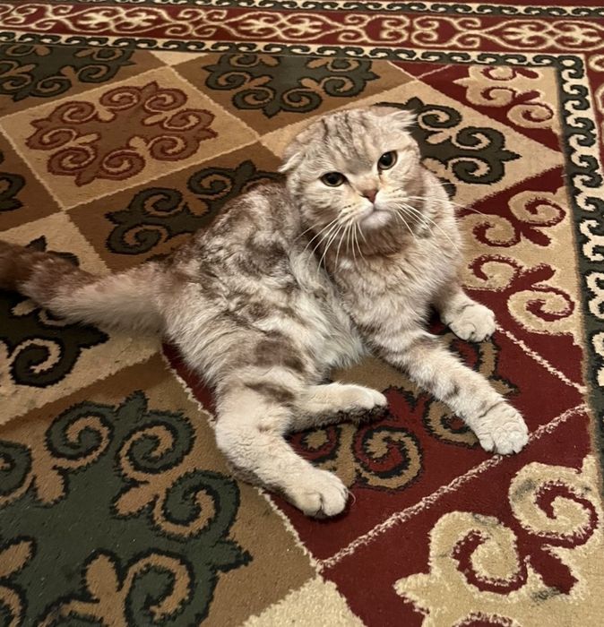 Шотландский вислуха