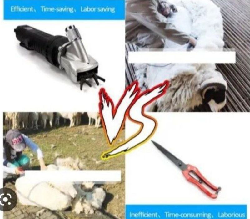 Куй юнгини олиш Сартарощ