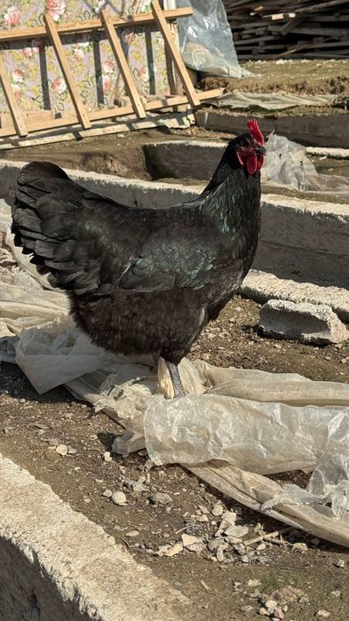 Tovuq xoʻroz tuxumlari avstraloʻp ruminiya 15000