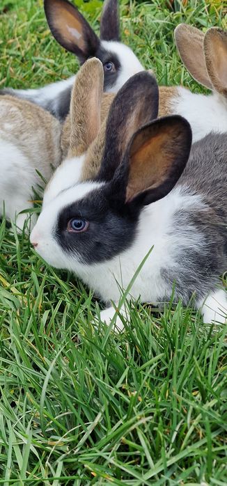 Iepuri Hycole Francez F2 la 1.5 luni