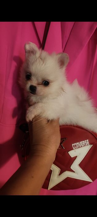 Fetiță pomeranian  toy