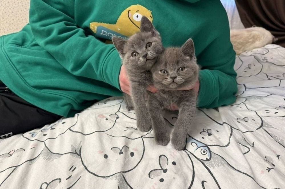 Шотландсеие плюшевых шубках котята, 1 мес голубой окрас