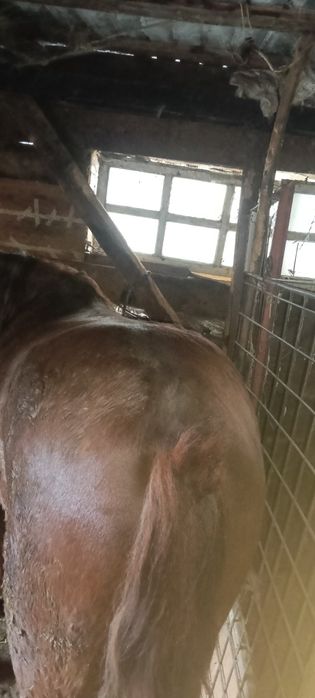 Mânz roib de doi ani