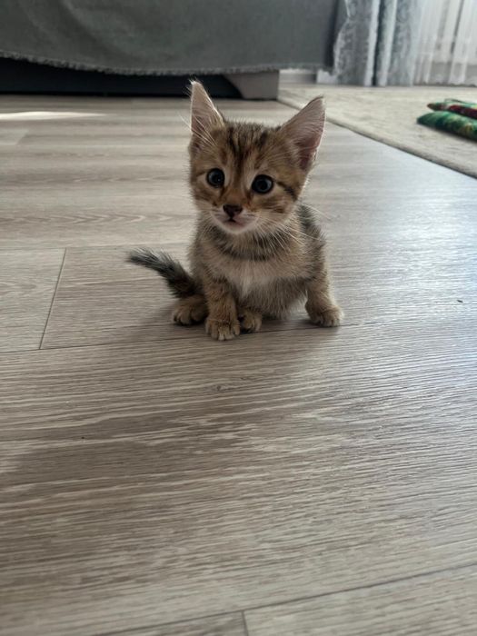 Отдадим котят в добрые руки