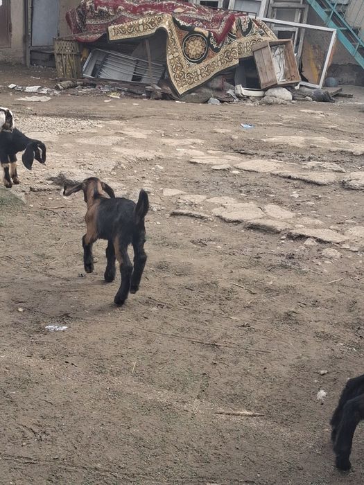 Нубиски лақтар сатылады