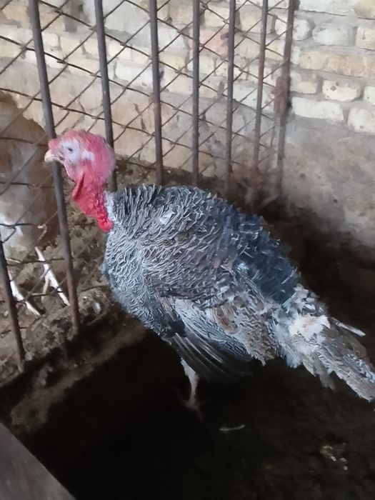Нар (индюк) курка сотилади