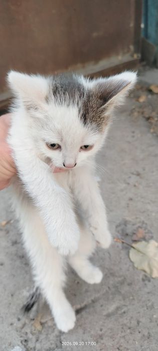 Отдам котят в хорошие руки