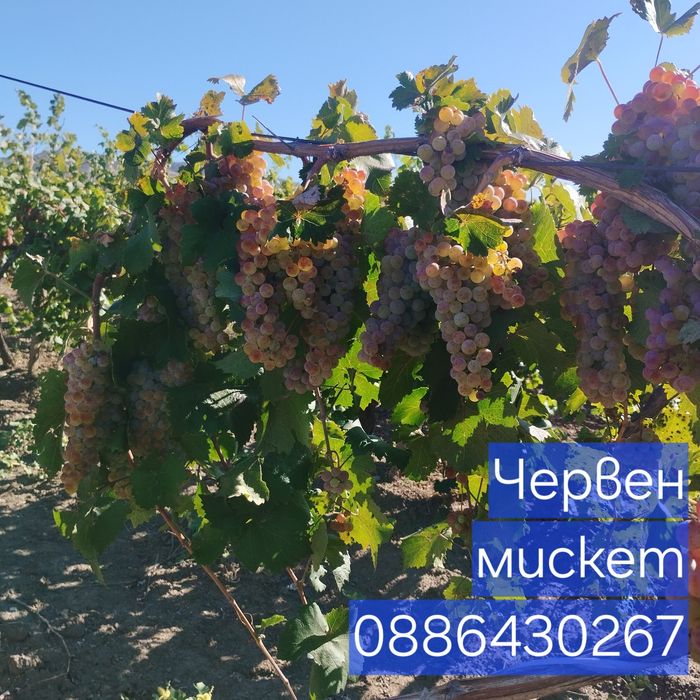Продавам грозде червен мискет