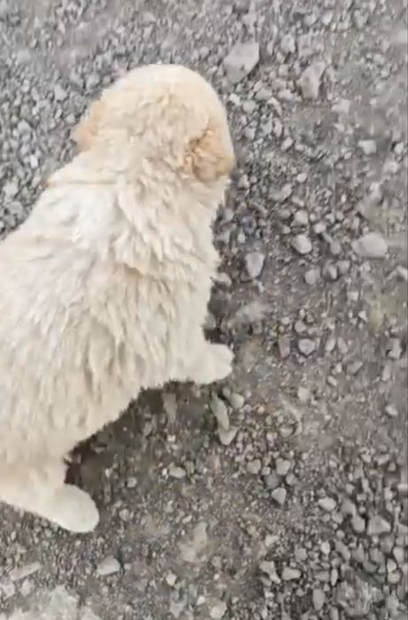 Щенки в добрые руки