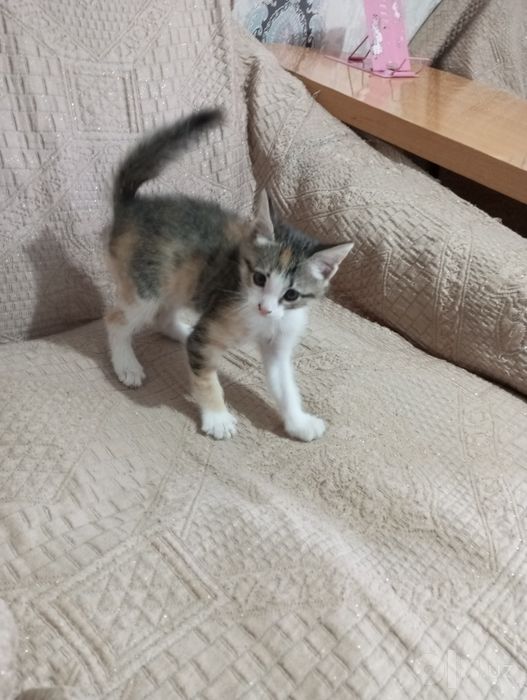 Котёнок трехцветный