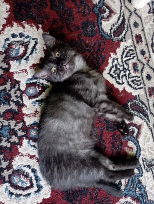 Отдаю котят в хорошие руки.