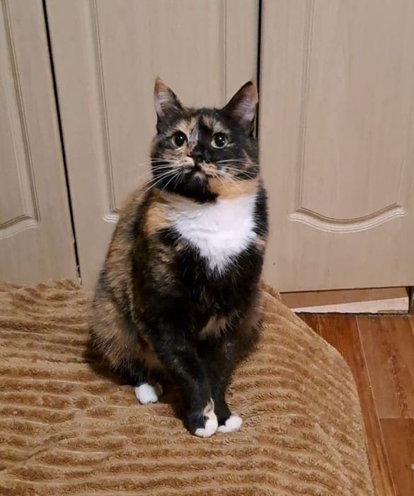 Кошечка в поисках дома