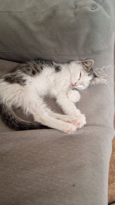 Отдам котёнка бесплатно, девочка
