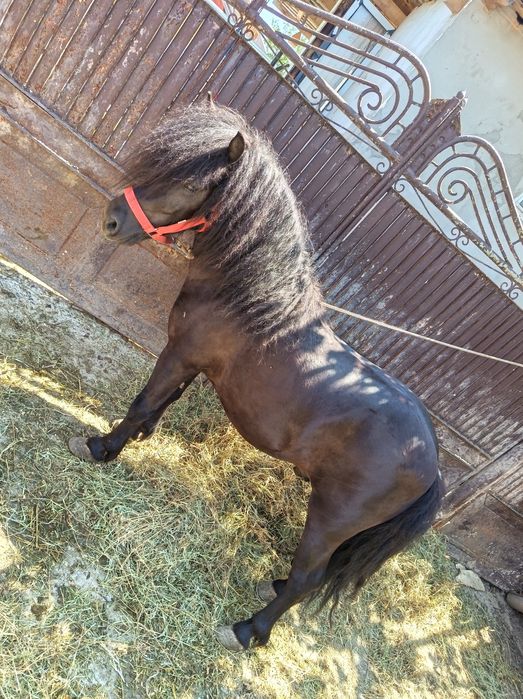 Ponei de monta Nr de tel 0747923880