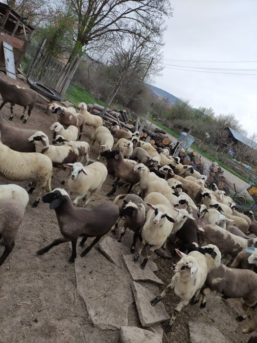 Продавам агнета.