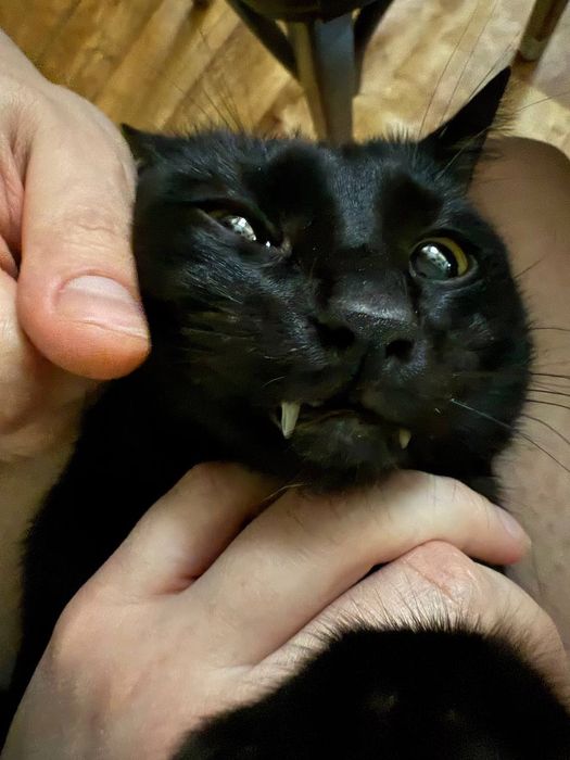 Кот на вязку, полусиамец