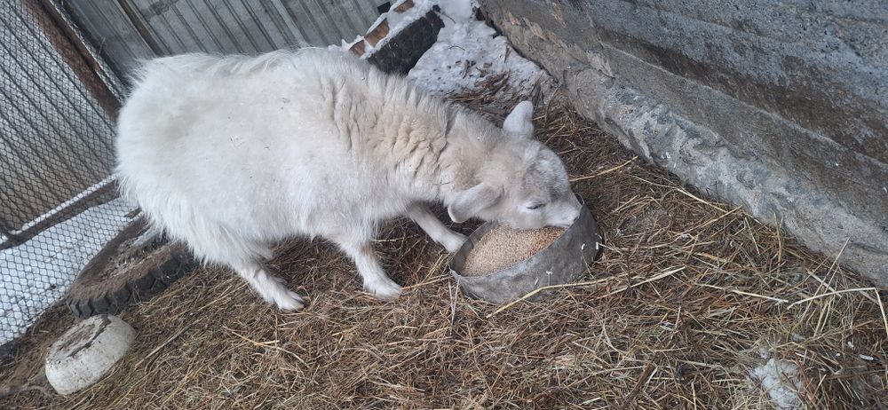 Продаётся Зааненская коза